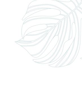 Monstera right about - American Floor & Home